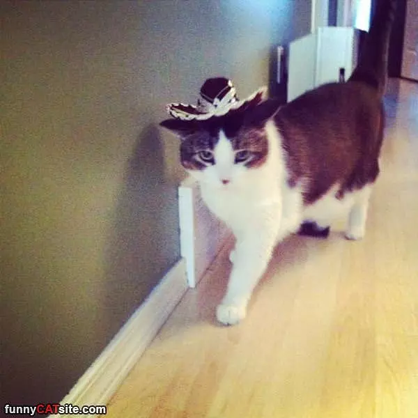 I Gotz A Hat