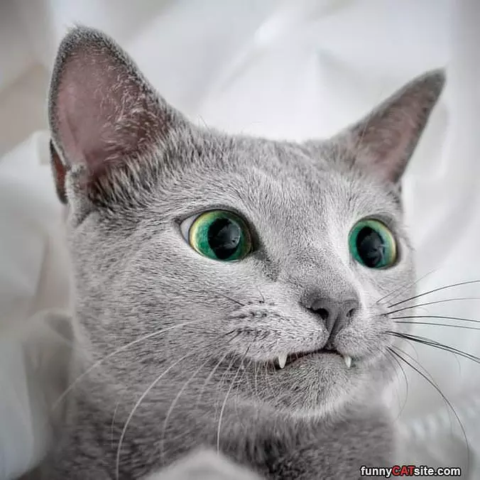 Fangs