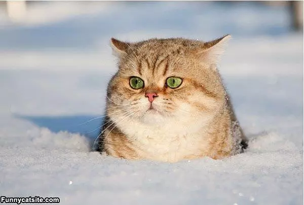 Snow Cat