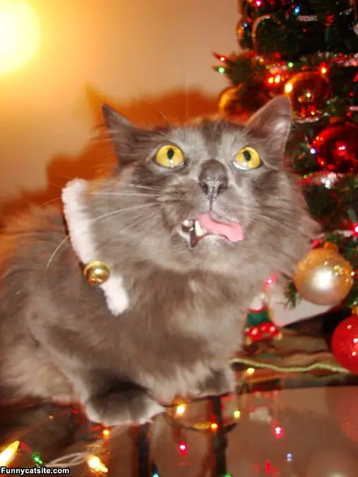 Santa Is That Really You