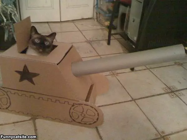 Tank Cat