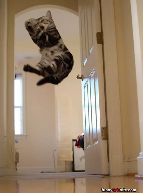 Jump High