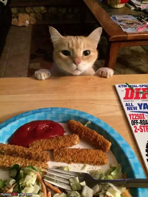 Can I Have A Fish Stick