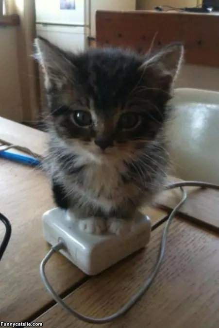 Cat Fits Perfectly