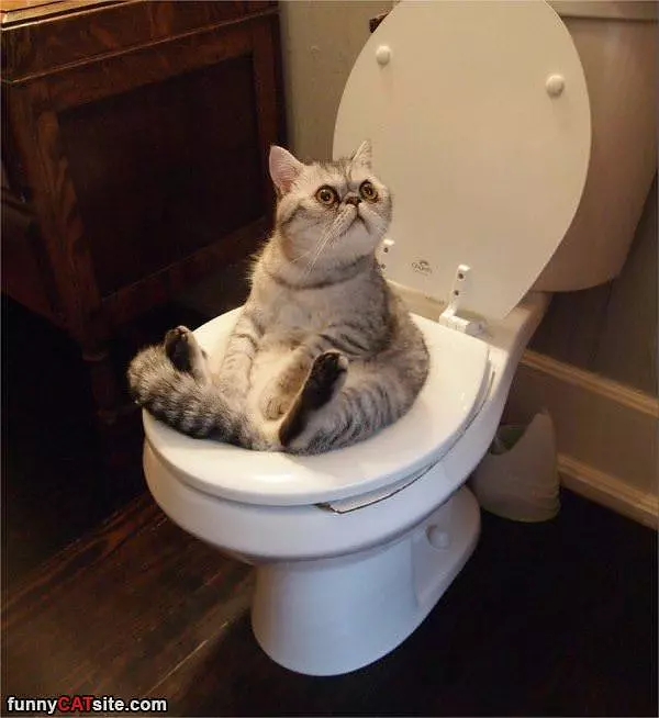 I Fits I Sits
