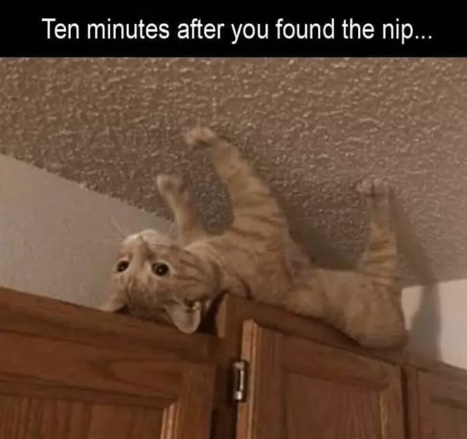 10 Minutes Into Nip