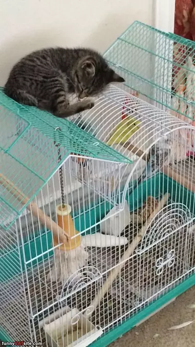 I Will Just Sleep On It