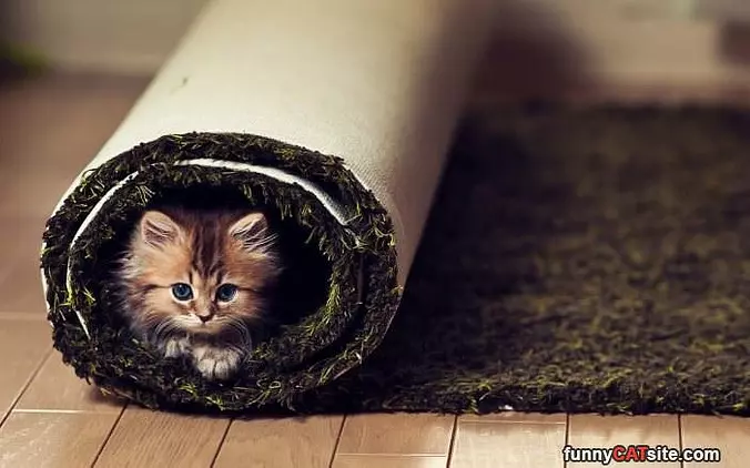Rolled Up