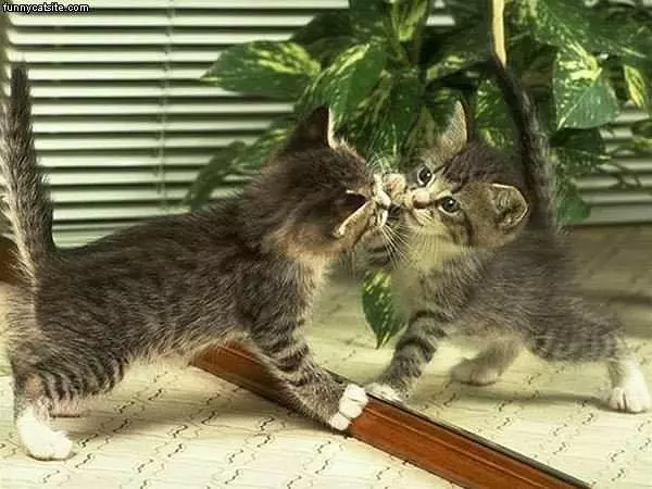 Mirror Image Kitten