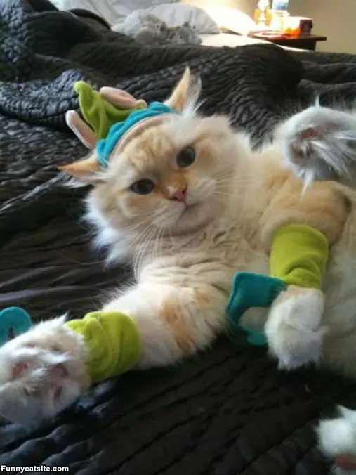 Workout Cat