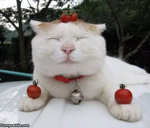 I Am Tomato Cat