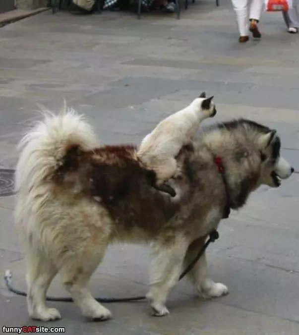 Ride Ride Ride