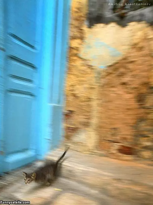 The Running Cat