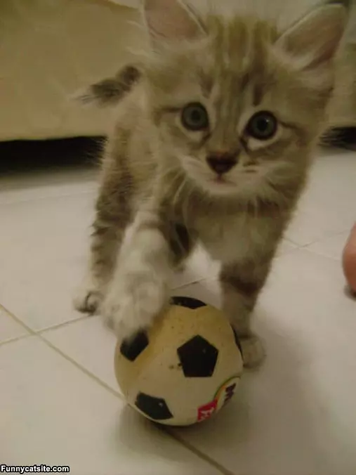 Soccer Kitten