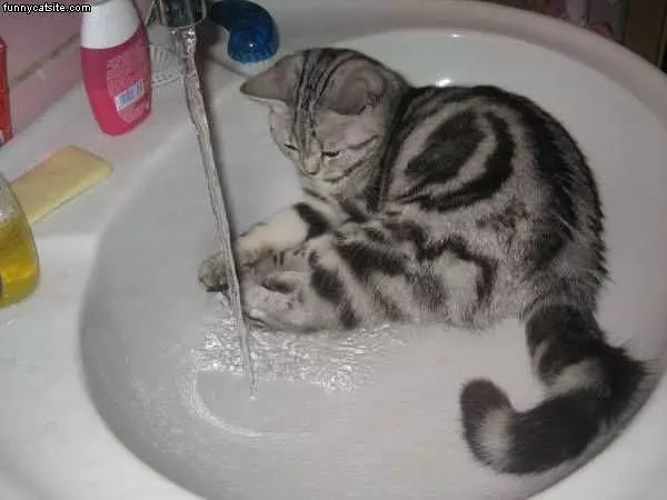 Chillin In The Sink