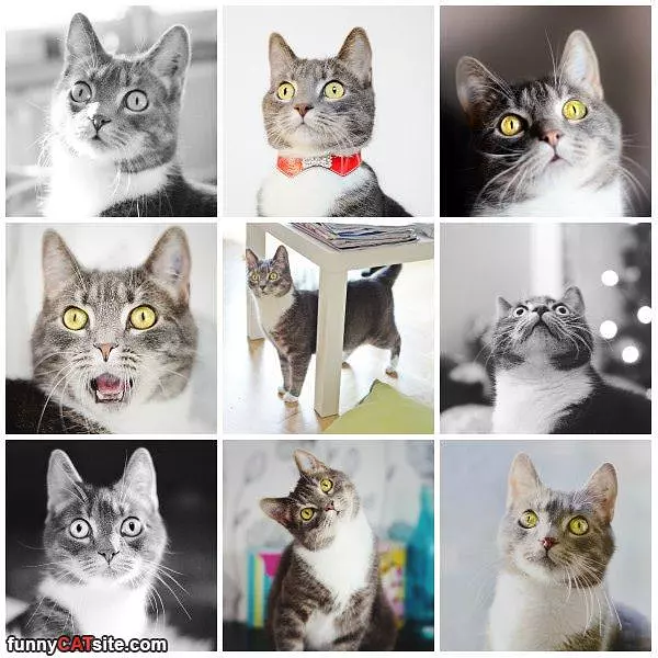 Making Great Faces