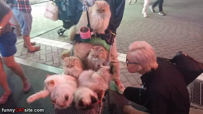 The Cat Stroller