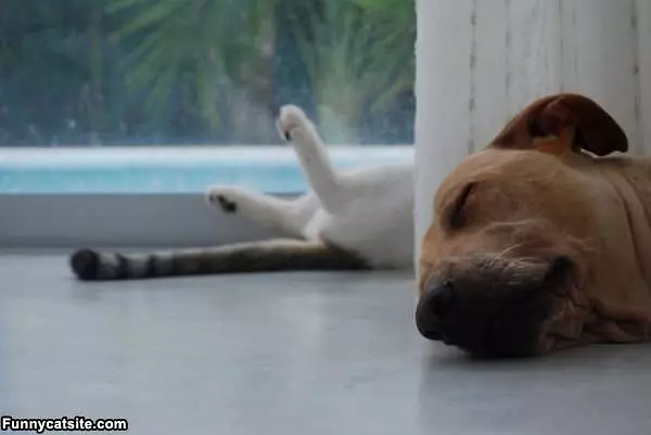 Everyone Is Sleeping