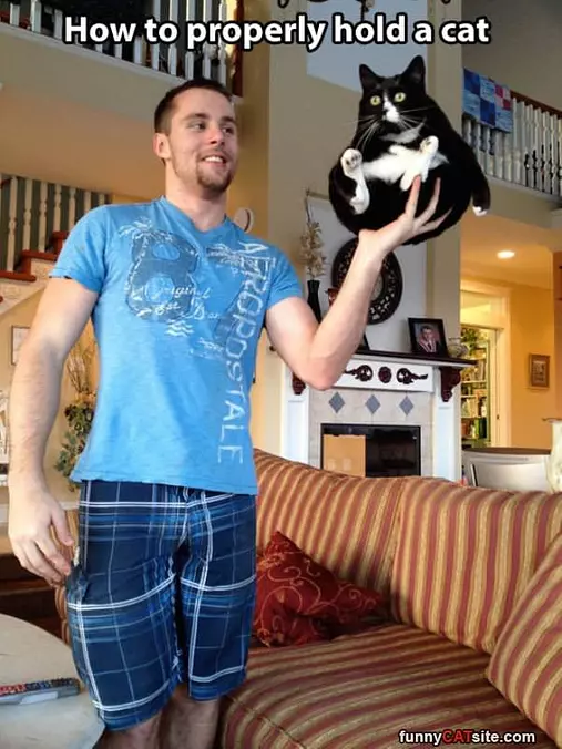 How To Hold A Cat