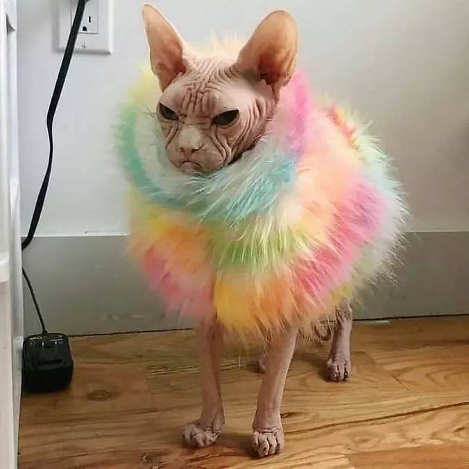 I Am So Fluffy