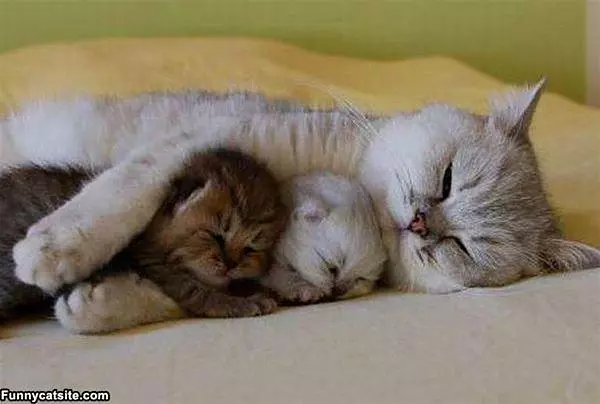 Kitten Family Is Safe