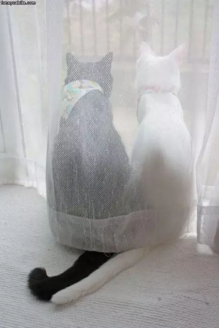 Looking Outside