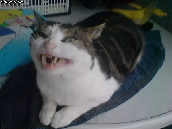 Vampire Cat