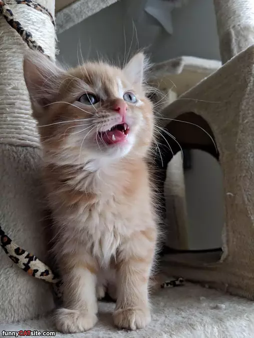 Meoooooow