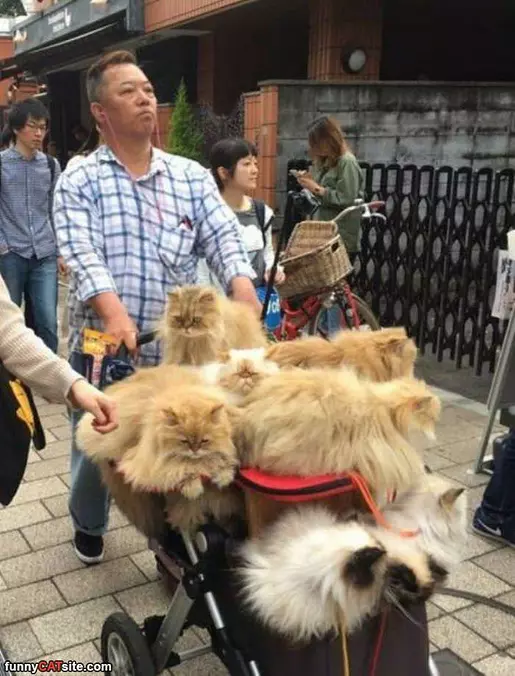 So Many Cats