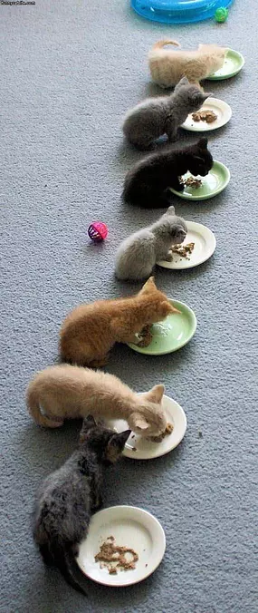Kitten Feeding Time