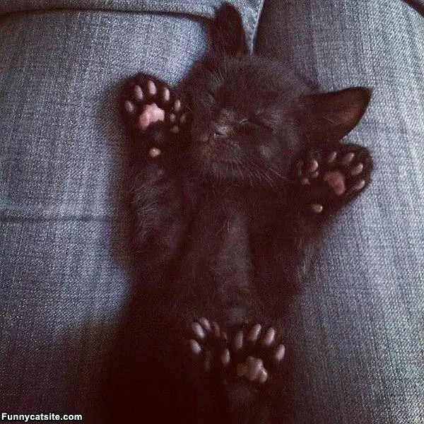 Great Dreams