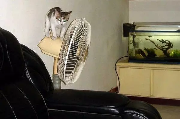 I Has A Fan