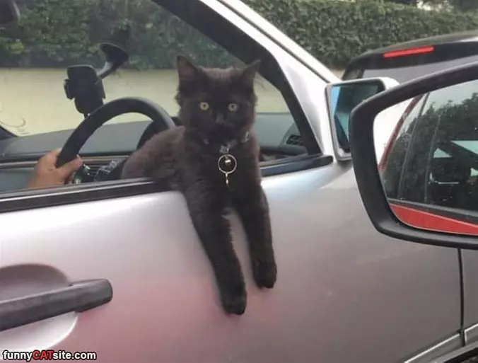 Chilling Out Of The Car