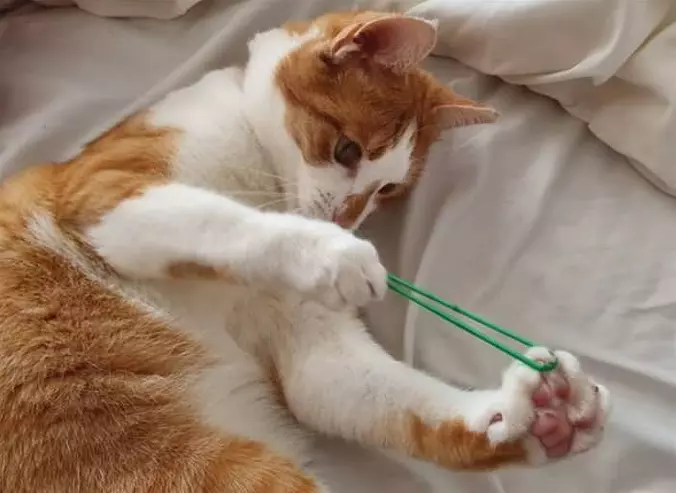 New Mouse Hunting Tactic