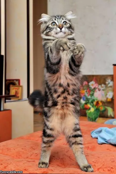 Doing My Zombie Move