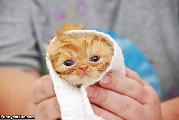 Im A Burrito