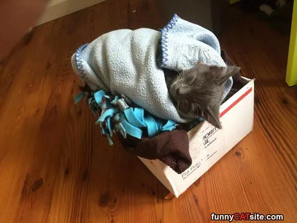 Asleep In My Box