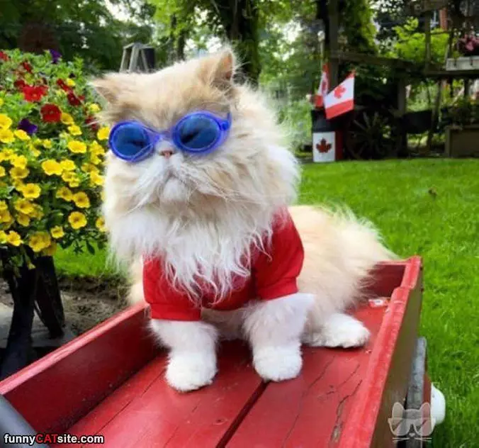 A Wild Cat