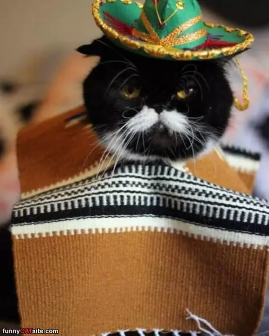 Hola