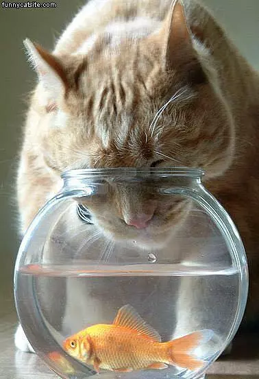 Fish Bowl