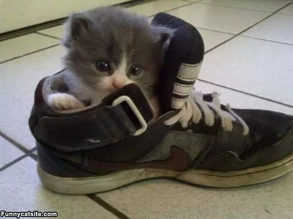 I Sleep In A Shoe