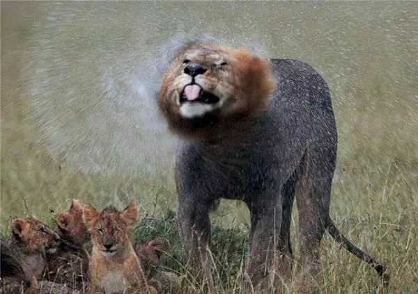 Shaking Off