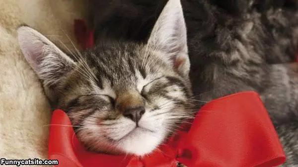 Just Resting My Eyes