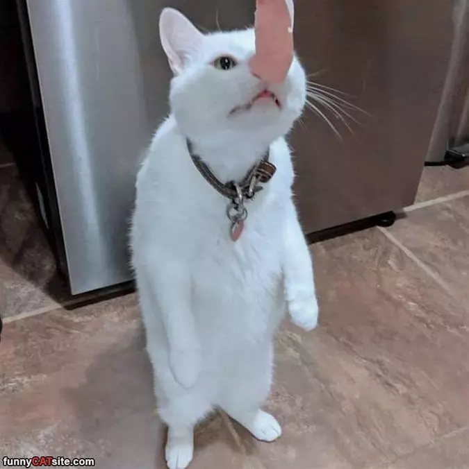 Mmmmmm Meats