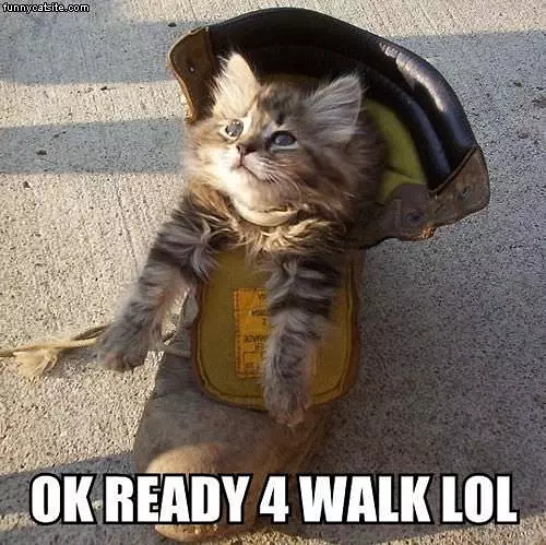 Ready For Walk