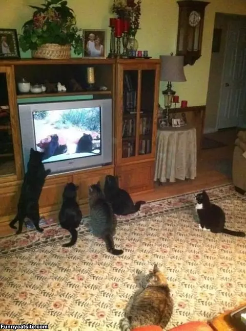 Favorite Show