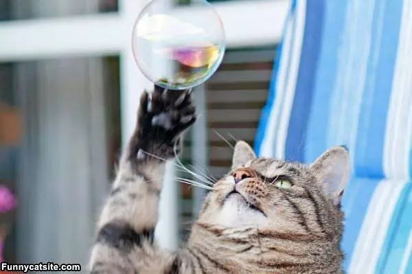 Getting The Bubble