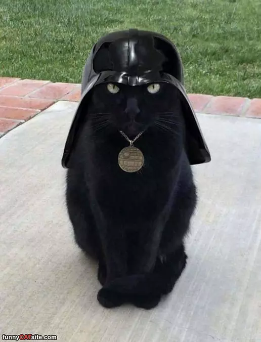 Darth Cat