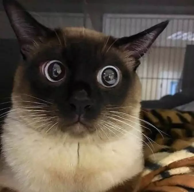 I See Alllll