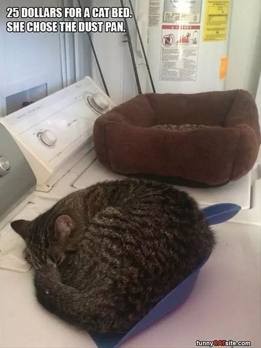 I Hate That Stupid Bed